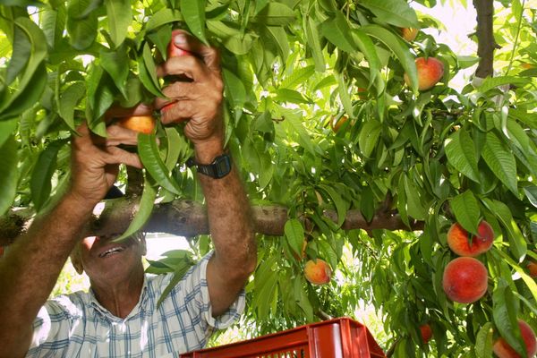 Les ouvriers agricoles marocains étaient employés dans des exploitations des Bouches-du-Rhône, du Vaucluse et du Gard (Illustration).