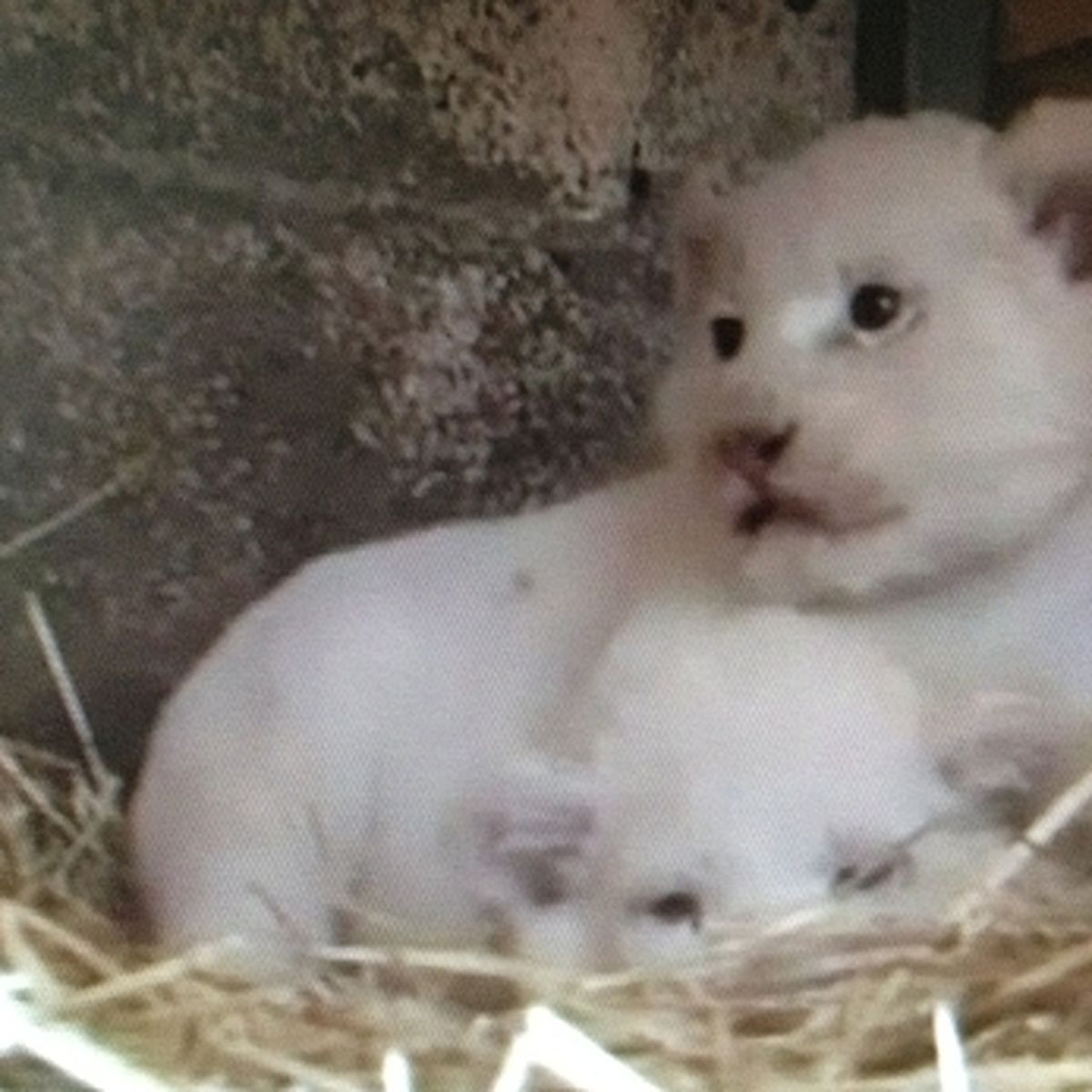 On Recherche Un Lionceau Dans La Sarthe