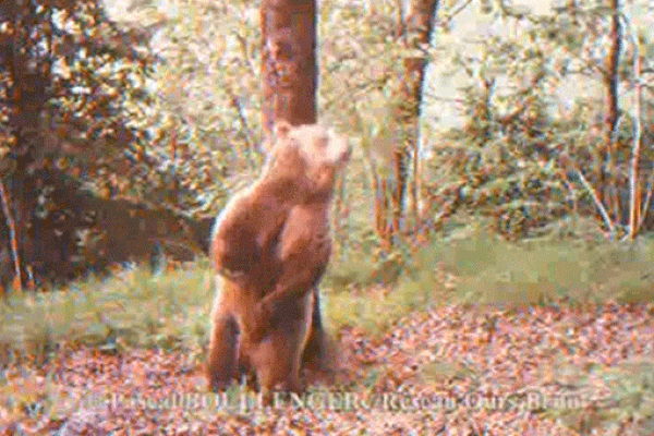 Sur cette image, un ours (indéterminé) soulage ses démangeaisons en se frottant énergiquement contre un arbre