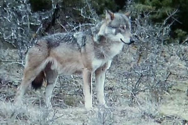 Un loup photographié par la famille Huc à Saint-Etienne-du-Valdonnez en Lozère - janvier 2015.