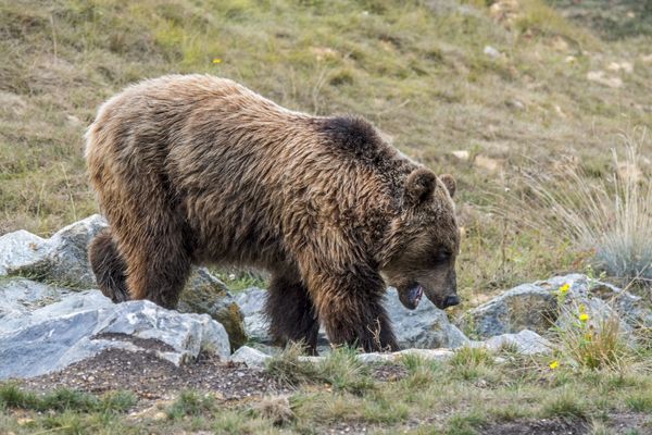 Une récente attaque de ruches dans les Pyrénées en Ariège par un ours interpelle quant à la consommation de miel des plantigrades.