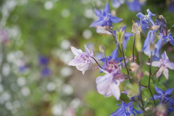 Les Ancolies, plantes vivaces décoratives.