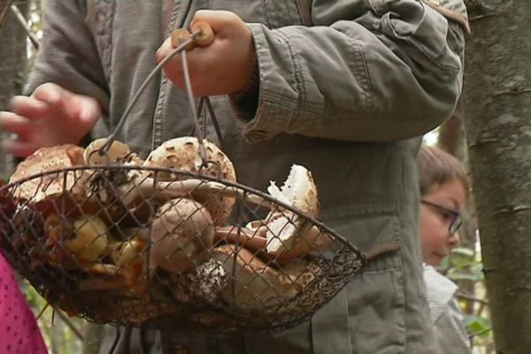 Les élèves de Saint-Hilaire-la-Treille (87) ont cueilli une quarantaine d'espèces différentes pendant leur sortie