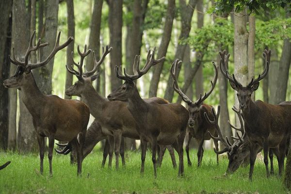 Troupeau de Cerfs à l'Espace Rambouillet