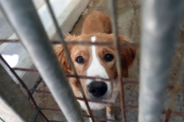 Chaque année, "100 000 animaux sont abandonnés", selon les associations.