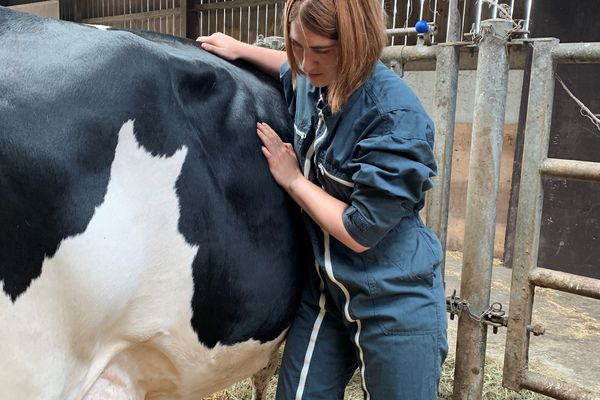 Depuis 2017, le nombre d'écoles d'ostéopathie pour animaux à triplé en France.