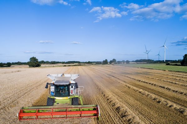 Les moissons (ici, du blé) sont en net recul cette année en Centre-Val de Loire. Photo d'illustration