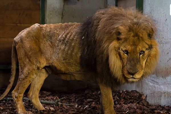 Le lion Jon a été sauvé d'un cirque par une association de défense des animaux. 