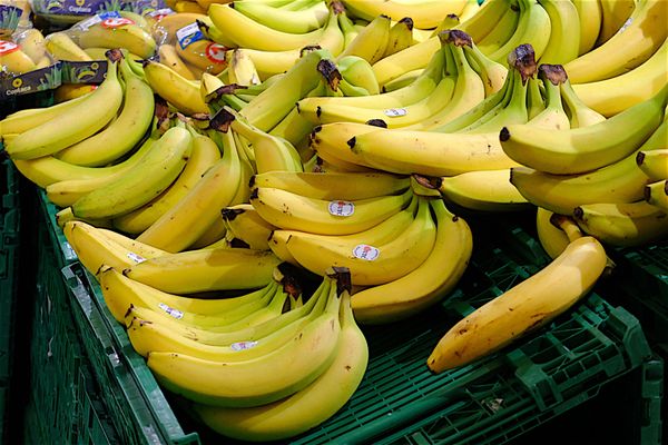 La cocaïne était placée dans les cartons, sous les bananes (photo d'illustration)