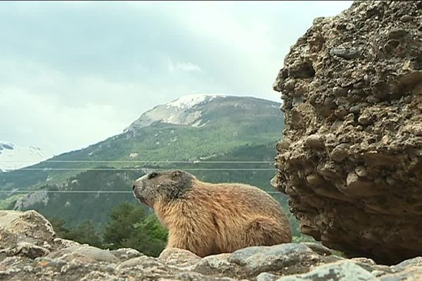 Une marmotte en pleine nature