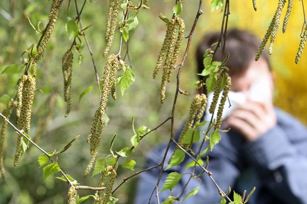 Pour les allergiques aux pollens de bouleau, les risque est maximal en Normandie cette semaine.