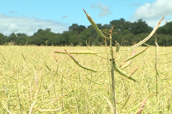 Les cultures de l'est de l'Yonne ont été particulièrement touchées par les orages du week-end du 4 juin.