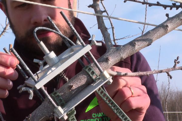 Stress hydrique des arbres fruitiers : un appareil permet de mesurer les micro-variations de diamètre des arbres, témoignages d'un manque d'eau. Un test en place dans un verger expérimental d'Etoile-sur-Rhône.