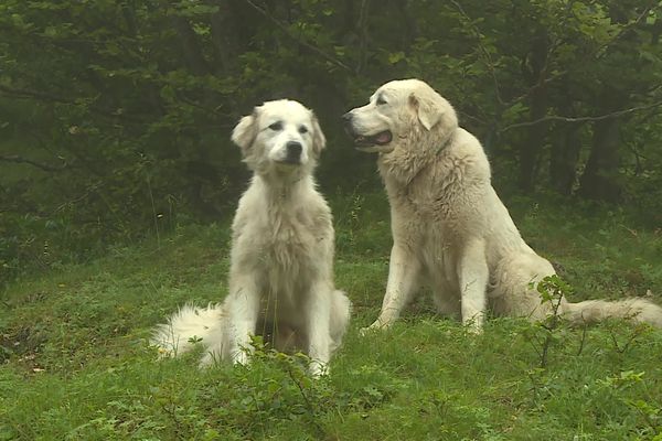 L'aboiement des chiens patous est une première alerte pour les randonneurs à l'approche d'un troupeau