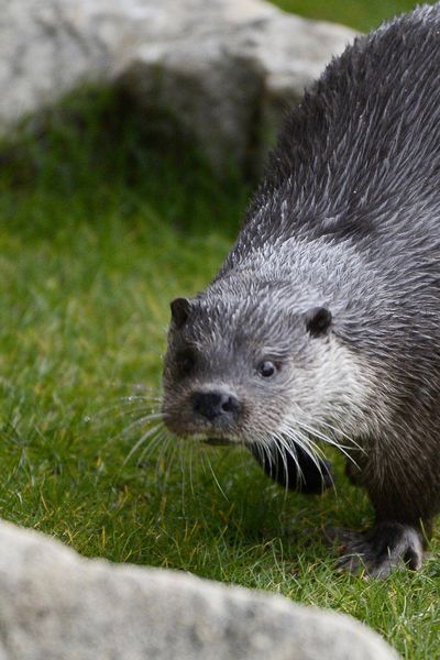 La loutre revient après 50 ans d'absence dans ce cours d'eau