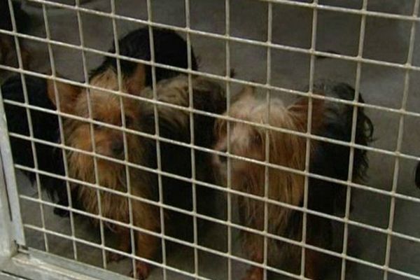 Les chiens saisis cherchent de nouveaux maîtres