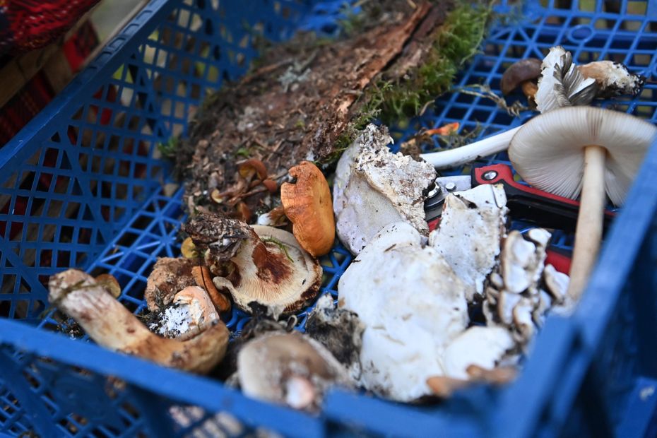 Tips for Safe Mushroom Picking in New Aquitaine: Avoiding Poisonous Mushrooms and Proper Identification