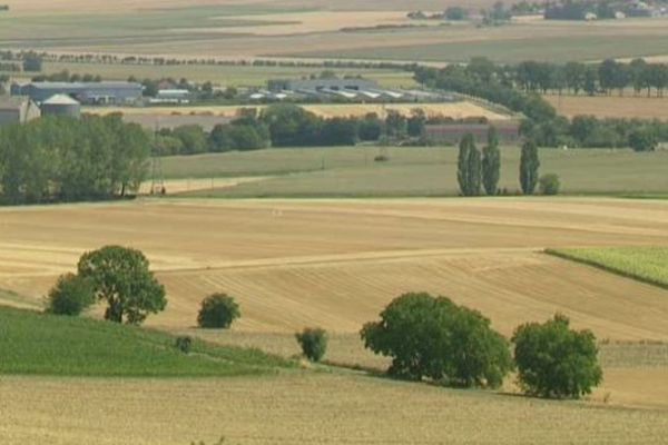 En 2015, le Puy-de-Dôme devrait produire près de 100 000 tonnes de blé. Contre 120 000 habituellement.