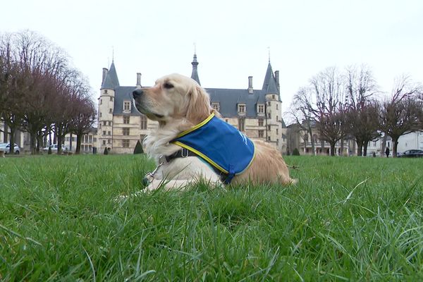 Ouchi, chien d'assistance judiciaire au tribunal de Nevers