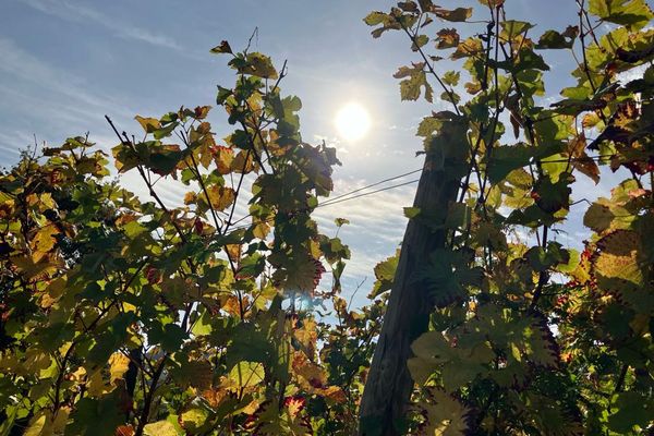 Vignes lorraines face au changement climatique