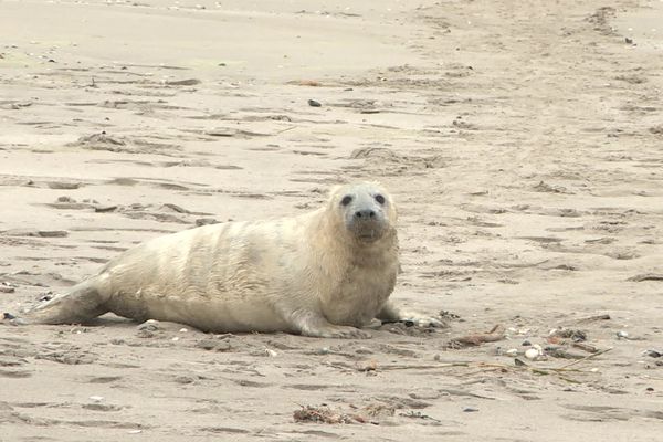 Carnet Rose Un Bebe Phoque Gris Est Ne En Baie De Somme