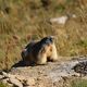 La marmotte est une espèce protégée, mais dont la chasse est autorisée pendant une courte période de l'année et sous conditions.