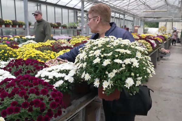 À l'approche de la Toussaint, les étals des fleuristes sont remplis de chrysanthèmes.