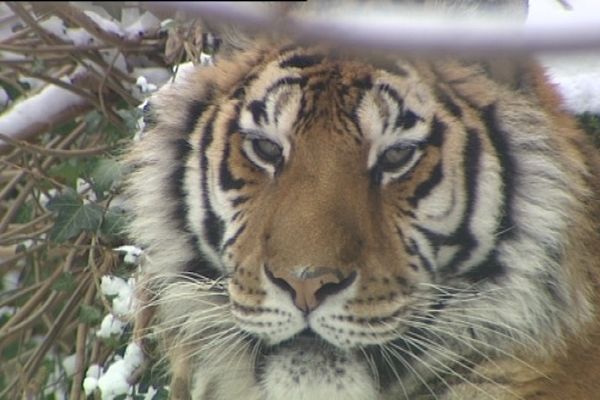 Même pas froid. S'il y en a un qui se frotte le pattes, c'est bien lui, le tigre de Sibérie.  