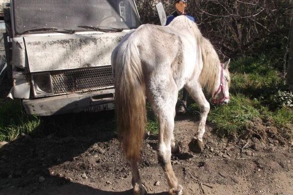 A Fourques, les chevaux comme les vaches étaient en état de cachexie, c'est-à-dire maigreur avancée.