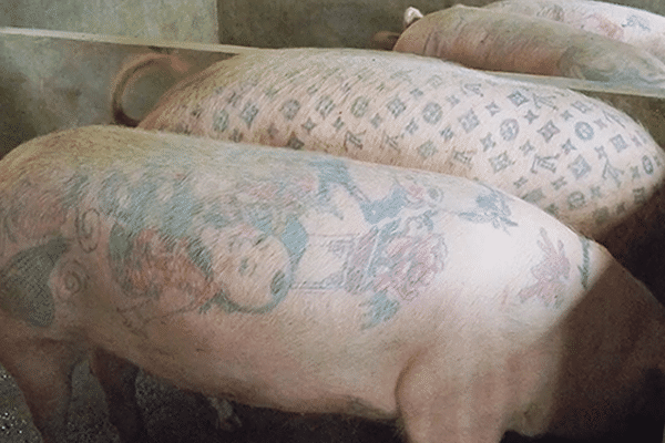 Des cochons vivants tatoués.