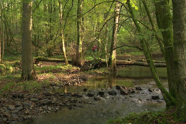 La forêt domaniale de Saint-Michel-en-Thiérache dans l'Aisne est l'une des rares réserves biologiques intégrales de France.