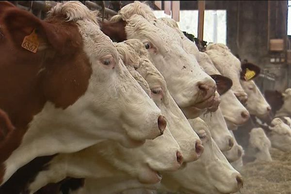 La vache de race Montbéliarde, une race robuste qui plait aussi hors des frontières de l'hexagone.