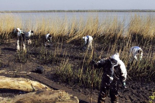 Nettoyage de la côte à Paimboeuf suite à la pollution aux hydrocarbures de l'estuaire de la Loire provoquée par une fuite à le raffinerie Total de Donges (44) - 4/04/2008
