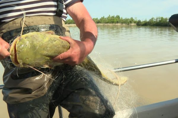 Un silure de petit gabarit pêché en Gironde