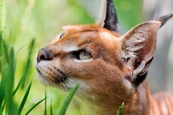 Atar le lynx a disparu