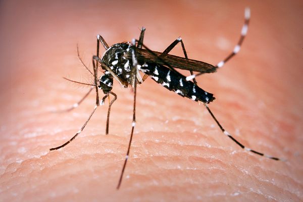 Le moustique-tigre continue son expansion géographique en France où 45 cas de dengue ont été recensés l’an dernier.