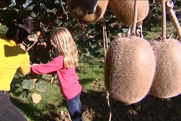 Le kiwi s'est bien implanté dans le Sud-Ouest...