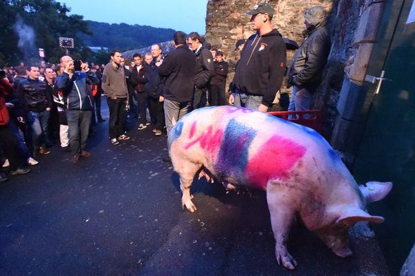 A Morlaix, une centaine de producteurs de porcs ont lâché devant la sous-préfecture, une truie baptisée « La Folle », en référence au ministre de l’Agriculture