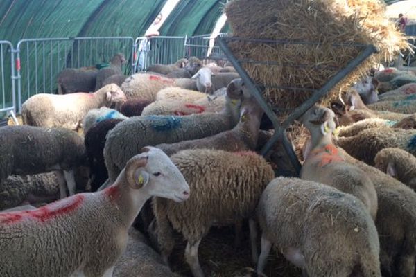 Montpellier-Grammont - les moutons attendent l'abattage pour la fête de l'Aïd-el-Kébir- 12 septembre 2016.