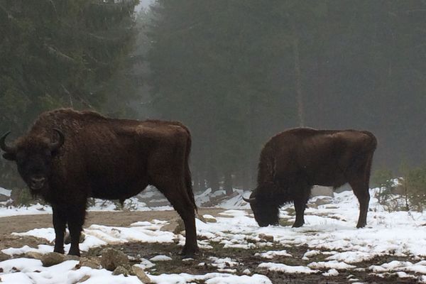 Deux Bisons d'Europe dans la réserve de Sainte-Eulalie-en-Margeride (Lozère)