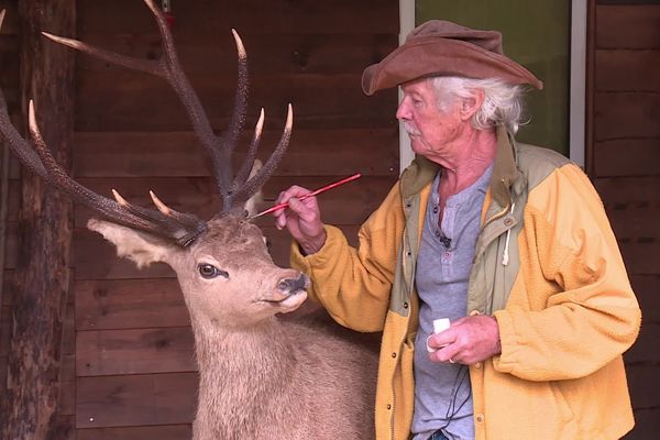 Même les finitions comptent pour rendre une allure vivante à un animal empaillé pour André Calvez