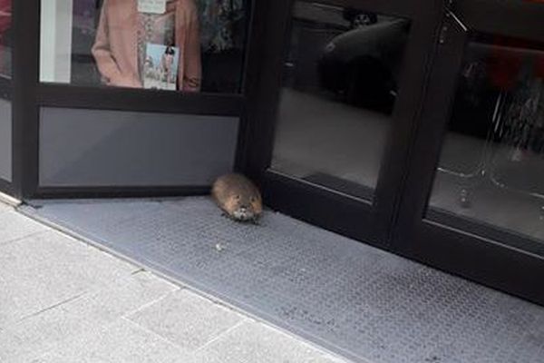 un ragondin à Flers