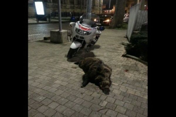 Un sanglier abattu en plein centre ville de Bordeaux le 23 janvier 2015.