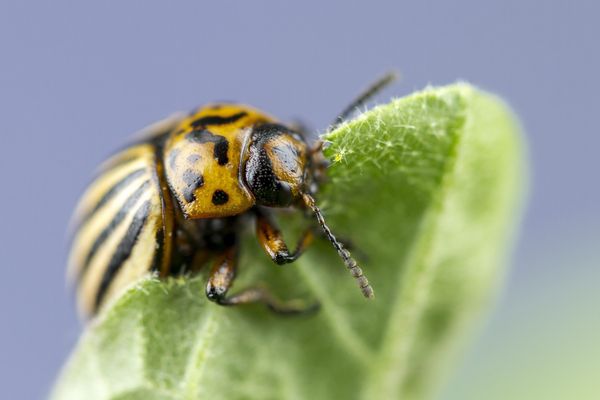 Un exemple de doryphore.