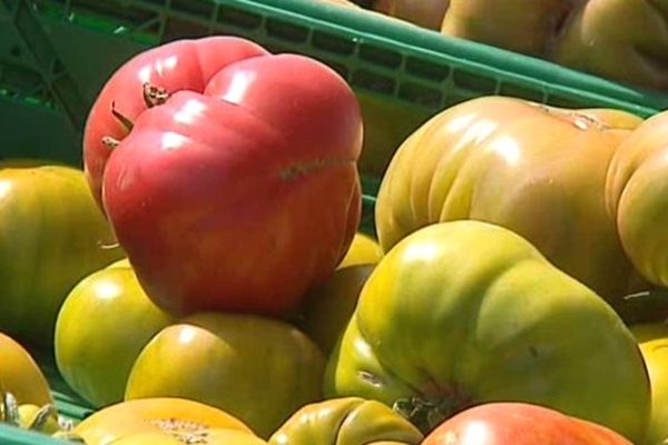 Lors de la fête de la tomate, les visiteurs ont pu rencontrer des producteurs locaux.