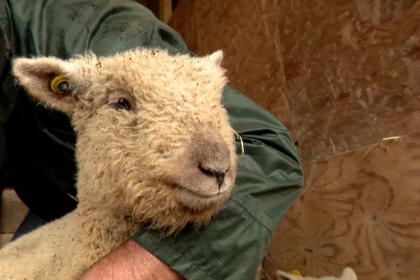 David Tourte manipule ses moutons pour s'assurer de leur bonne santé