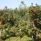 Les pommiers ne sont pas encore aussi avancés en Normandie mais d'ici quelques semaines, il sera possible de cueillir des pommes sur la route des fruits de Seine-Maritime (photo d'illustration).