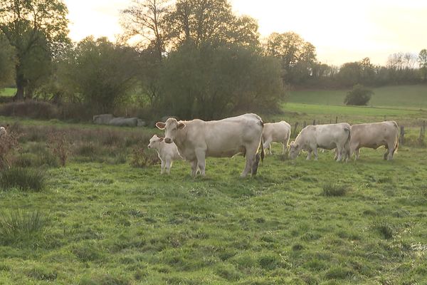 L'heure d'hiver est plutôt une bonne nouvelle pour les vaches laitière de Creuse.