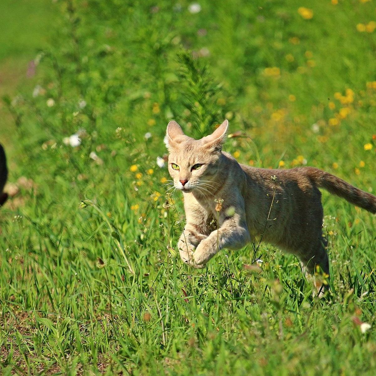 Cher Pres De 30 000 Signatures Pour Eviter L Euthanasie A Des Chats Errants