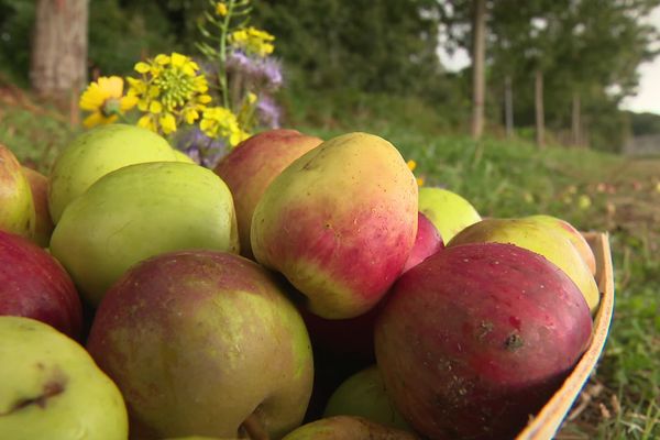 Un panier de pommes récoltées à Guidel dans le Morbihan.